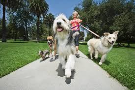 Pet Sitting/Walking